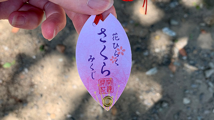 さくらみくじ