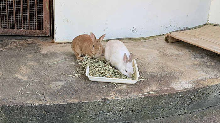 和歌山お城動物園:うさぎ