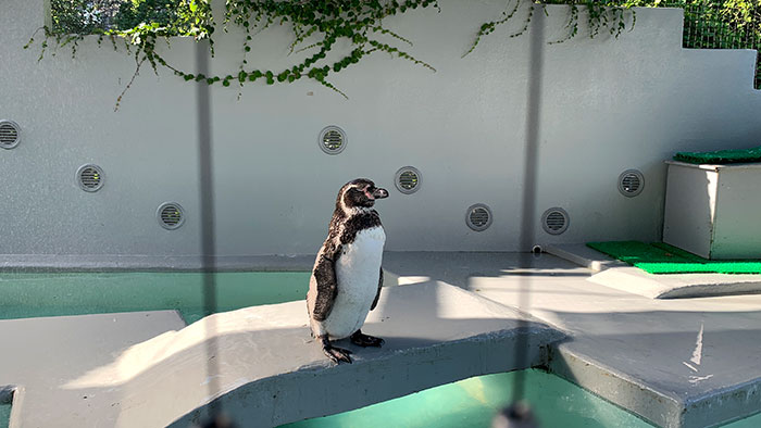 和歌山お城動物園:ペンギン1