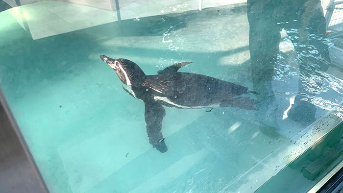 和歌山お城動物園:ペンギン2