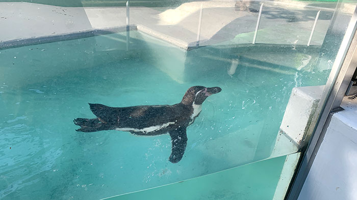 和歌山お城動物園:ペンギン3