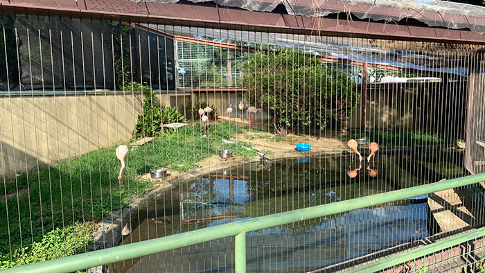 和歌山お城動物園:フラミンゴ